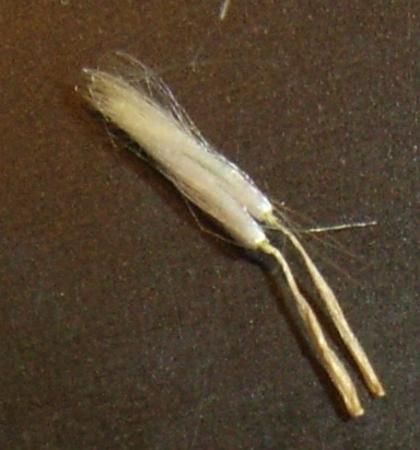 sul marciapiede - Crepis cfr bursifolia?